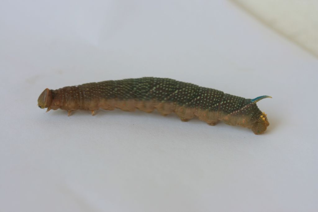 Agrius convolvuli (conferma)